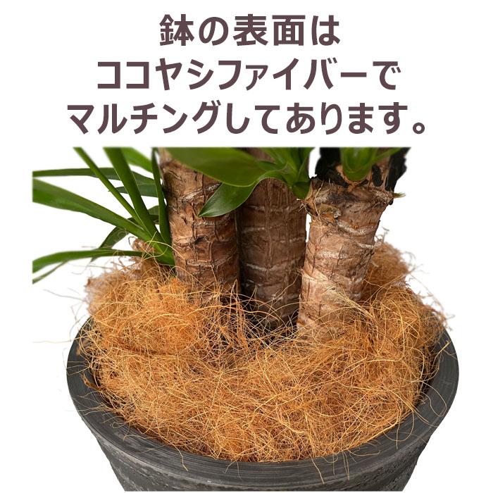 ユッカ　青年の木　２本　観葉植物　抜き根発送　送料込み 観葉植物 ユッカ 樹脂鉢カバー ブラック 大型 インテリア ギフト 青年