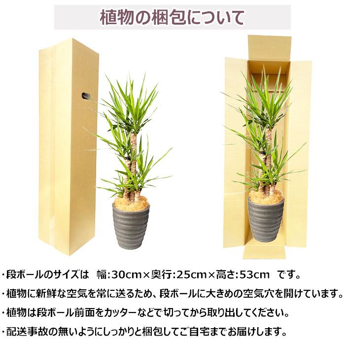 観葉植物 ユッカ 樹脂鉢カバー ブラック 大型 インテリア ギフト 青年