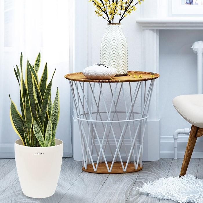 観葉植物 大型 おしゃれな室内インテリア サンスベリア Mサイズ 白鉢カバー付き 空気清浄木 サンセベリア 7号 Kanyo Sara 01 Style1187 通販 Yahoo ショッピング