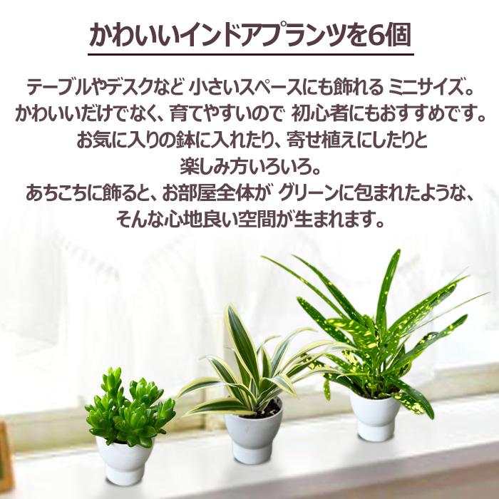 当店オープン10周年記念 インドアプランツの6個セット 送料無料（沖縄