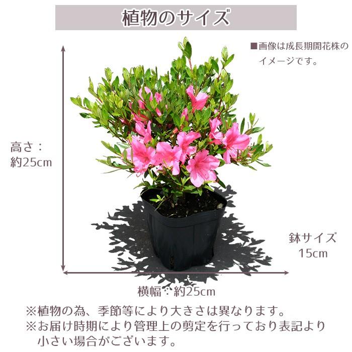 サツキツツジ 苗 大盃 5本セット 送料無料 植木 庭木 常緑 低木