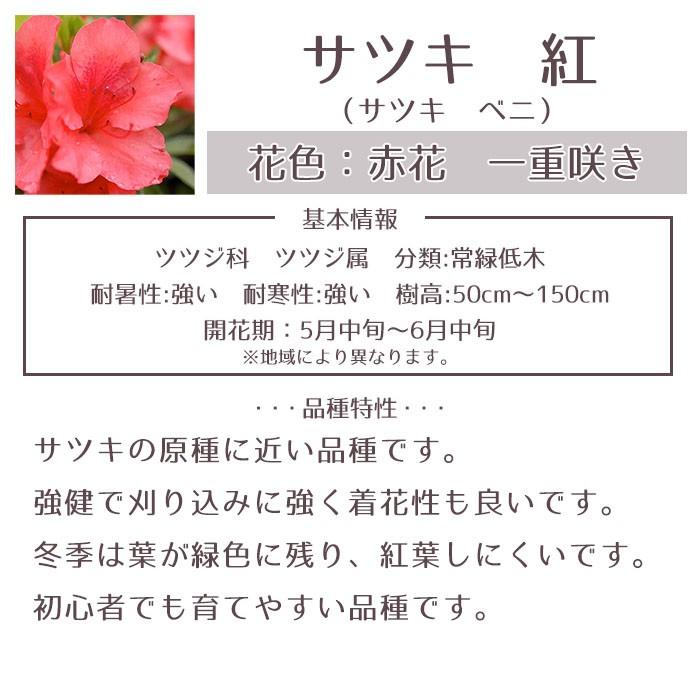サツキツツジ 苗 紅 5本セット 送料無料 植木 庭木 常緑 低木