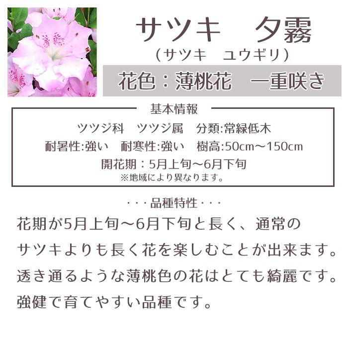 サツキツツジ 苗 夕霧 5本セット 送料無料 植木 庭木 常緑 低木