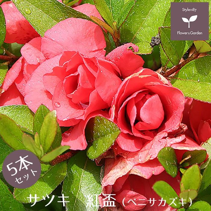 サツキツツジ 苗 紅盃 5本セット 送料無料 植木 庭木 常緑 低木 Niwaki 007 Style1187 通販 Yahoo ショッピング