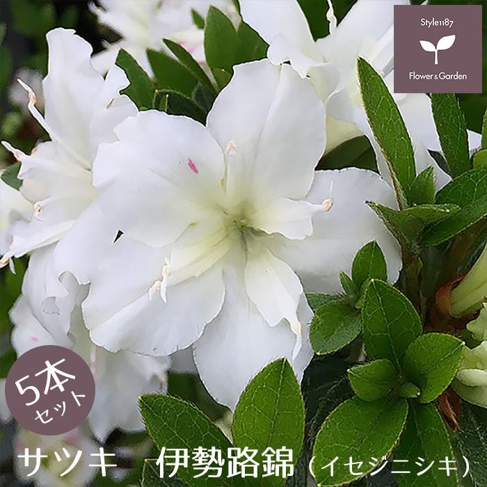 サツキツツジ 苗 伊勢路錦 5本セット 送料無料 植木 庭木 常緑 低木 Niwaki 012 Style1187 通販 Yahoo ショッピング