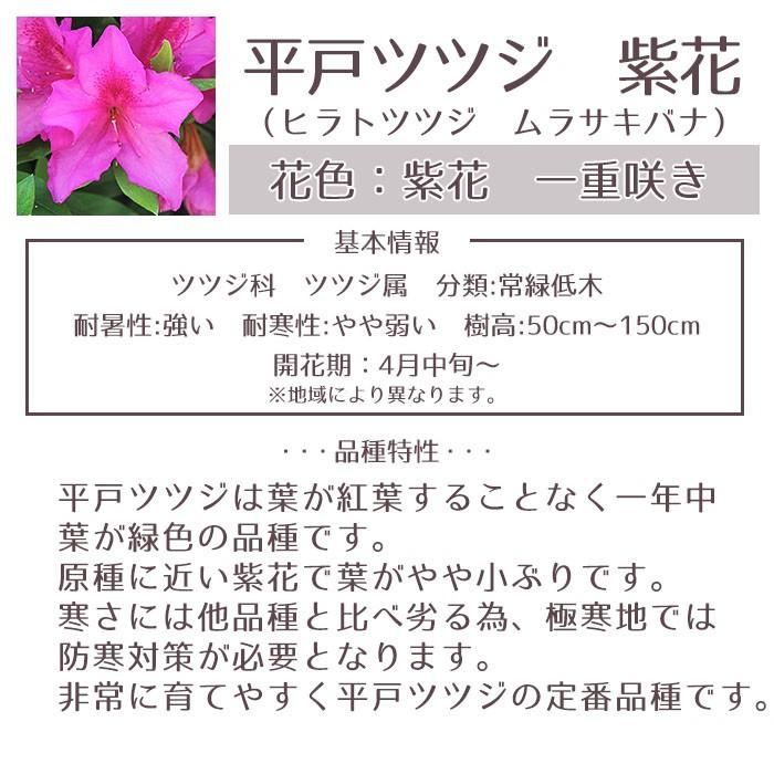 平戸ツツジ 苗 紫花 5本セット 送料無料 植木 庭木 常緑 低木 Niwaki 015 Style1187 通販 Yahoo ショッピング