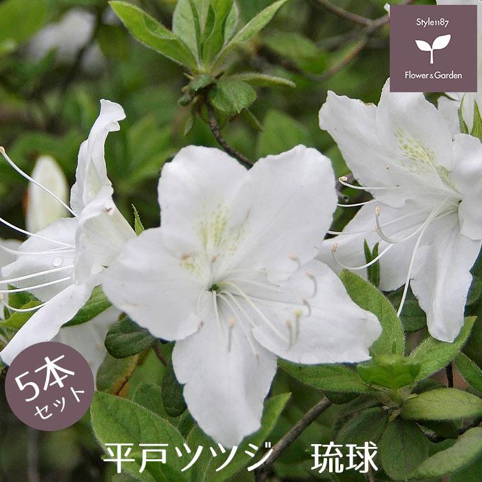 平戸ツツジ 苗 琉球 5本セット 送料無料 植木 庭木 常緑 低木 Niwaki 0 Style1187 通販 Yahoo ショッピング