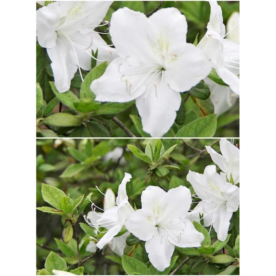 平戸ツツジ 苗 琉球 5本セット 送料無料 植木 庭木 常緑 低木 Niwaki 0 Style1187 通販 Yahoo ショッピング