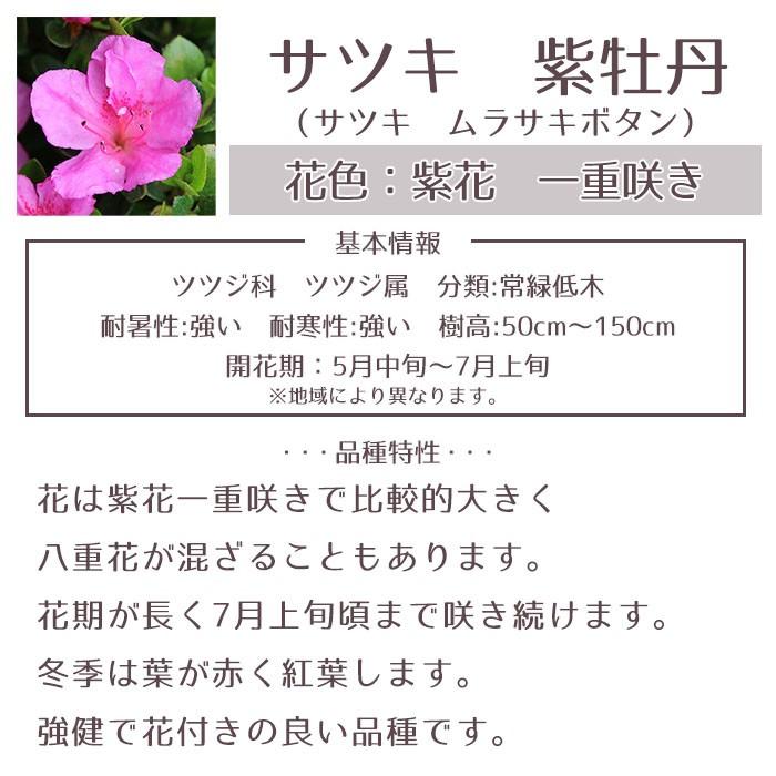 サツキツツジ 苗 紫牡丹 12本セット : STYLE1187 - 通販 - Yahoo