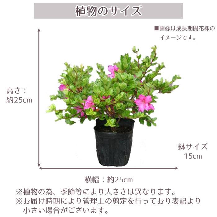 サツキツツジ 苗 紫牡丹 12本セット : STYLE1187 - 通販 - Yahoo