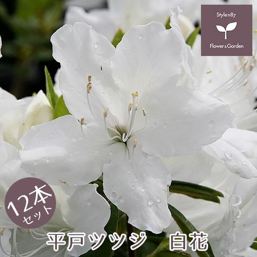 平戸ツツジ　苗　白花　12本セット 平戸ツツジ ピンク 12本セット 4号ポット苗 : DIY 【白八重 】 平戸ツツジ 12