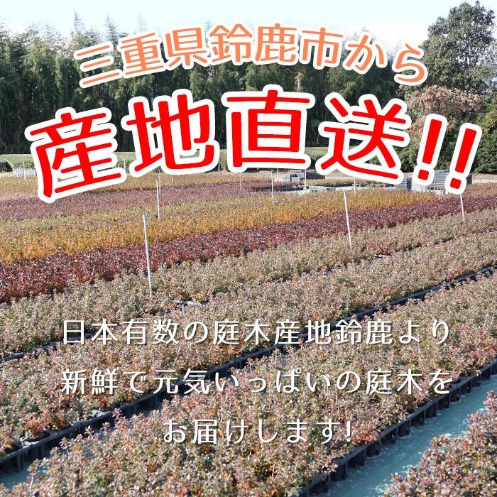 平戸ツツジ　苗　白花　12本セット 平戸ツツジ 白 4本セット 4号ポット苗 爆買 : 苗木部 花ひろばオンライン - 通販 - Yahoo!ショッピング