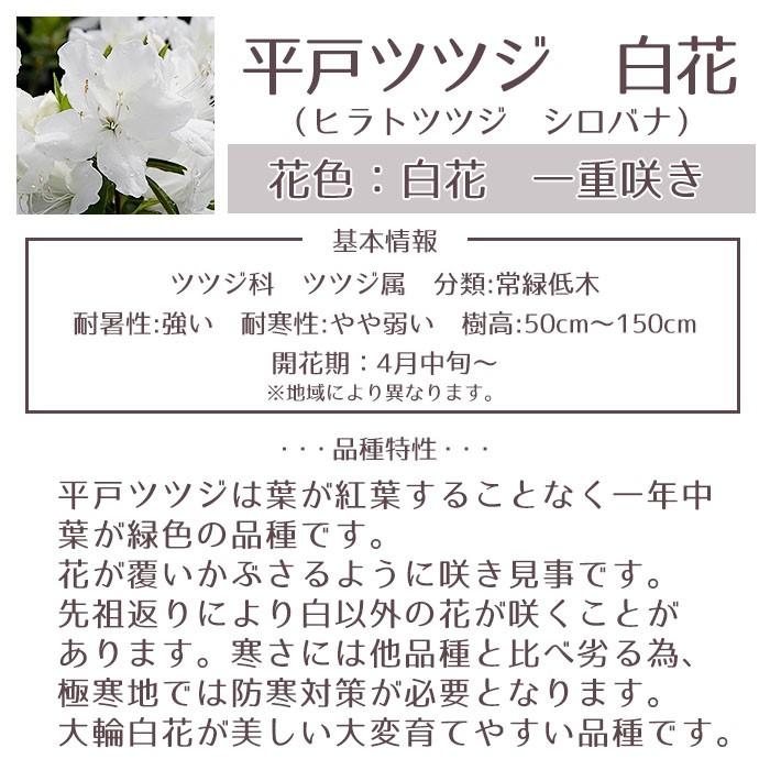 平戸ツツジ　苗　白花　12本セット 白八重 】 平戸ツツジ 12本セット 4号ポット苗 平戸ツツジ 4号ポット