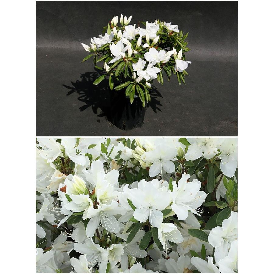 平戸ツツジ　苗　白花　12本セット 楽天市場】平戸 ツツジ 白花の通販