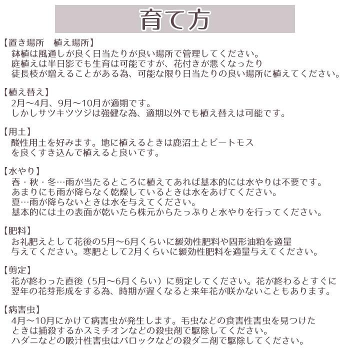 平戸ツツジ　苗　白花　12本セット 楽天市場】平戸ツツジ 【白孔雀】 4号ポット苗 単品 or 4本セット or 12本セット : 苗木部 ｂｙ 花ひろばオンライン