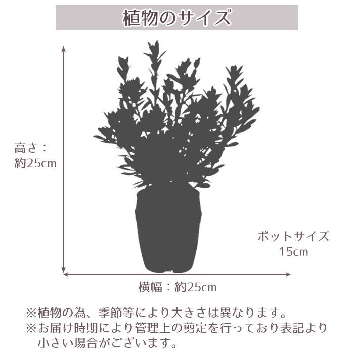 平戸ツツジ　苗　白花　12本セット 花木・庭木の販売店【花育通販】 平戸ツツジ苗木 白花を販売