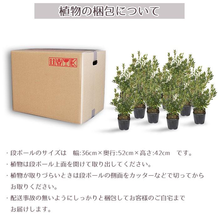平戸ツツジ　苗　白花　12本セット 楽天市場】ツツジ 苗木 販売 【平戸ツツジ 白】 4号ポット苗 ヒラドツツジ さつき 苗 植木 花木 庭木 生垣 目隠し グランドカバー 盆栽 常緑樹  低木 : 苗木の専門店 グリーンでＧＯ！