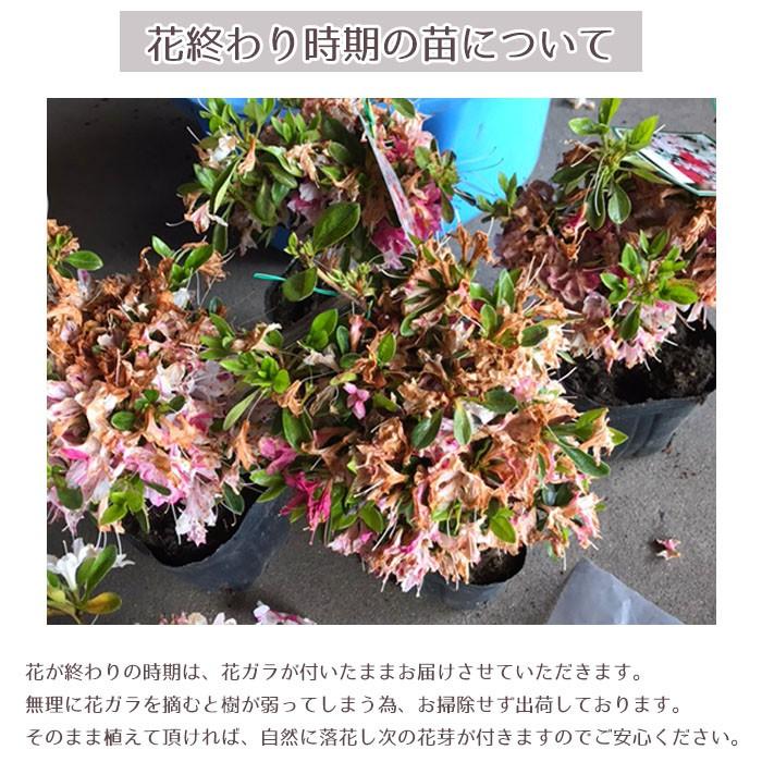 平戸ツツジ　苗　白花　12本セット 平戸ツツジ 白 苗 販売 苗木部 By 花ひろばオンライン