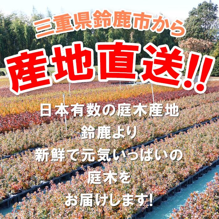 平戸ツツジ 白万葉 12本セット 15cmポット 植木 庭木 常緑 低木 送料無料 沖縄・離島を除く｜style1187｜02