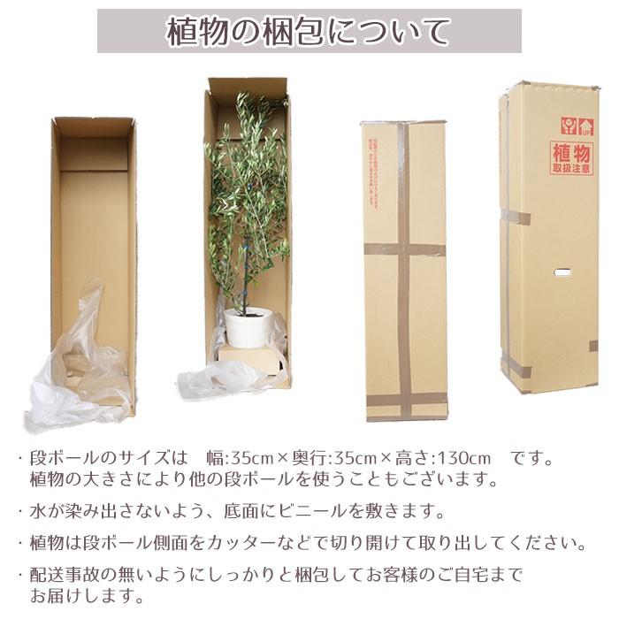 庭木 常緑樹 コルジリネ おしゃれな 鉢植え グレー Patio 03 Style1187 通販 Yahoo ショッピング