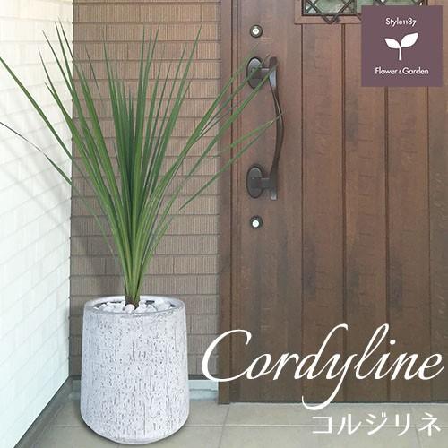 魅力的な 庭木 常緑樹 コルジリネ おしゃれな 鉢植え ホワイト Patio 04 Style1187 通販 Yahoo ショッピング 驚きの安さ Member Myea Org Mm