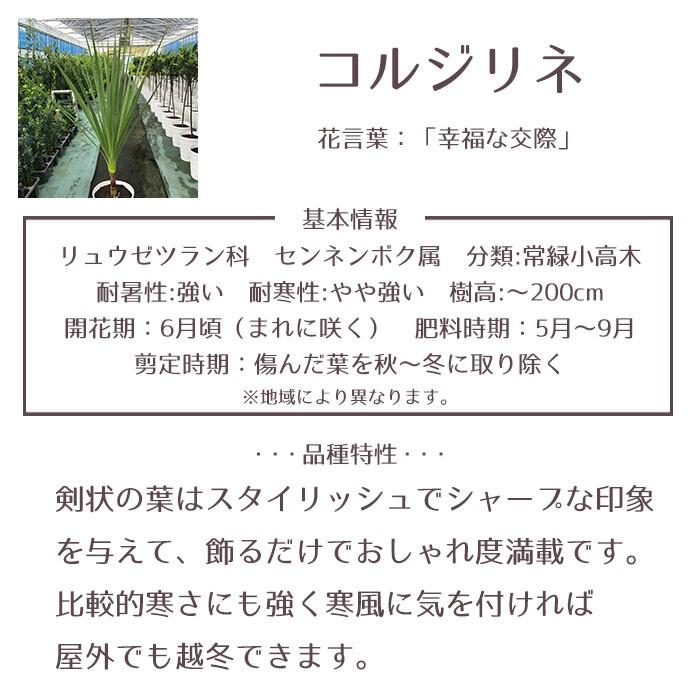 驚くばかりコルジリネ 花 言葉 最高の花の画像