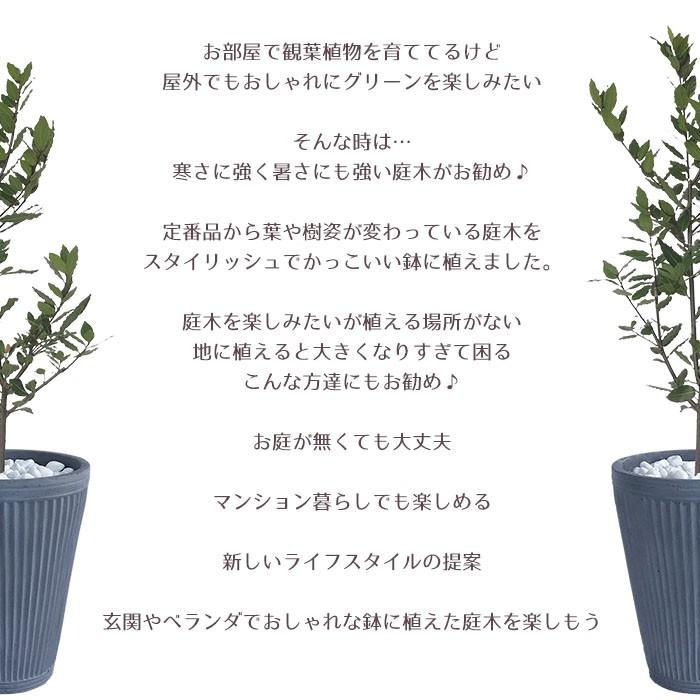 庭木 常緑樹 香り月桂樹 ローリエ おしゃれな 鉢植え グレー Patio 09 Style1187 通販 Yahoo ショッピング