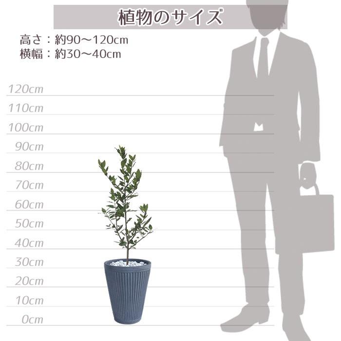 庭木 常緑樹 香り月桂樹 ローリエ おしゃれな 鉢植え グレー Patio 09 Style1187 通販 Yahoo ショッピング