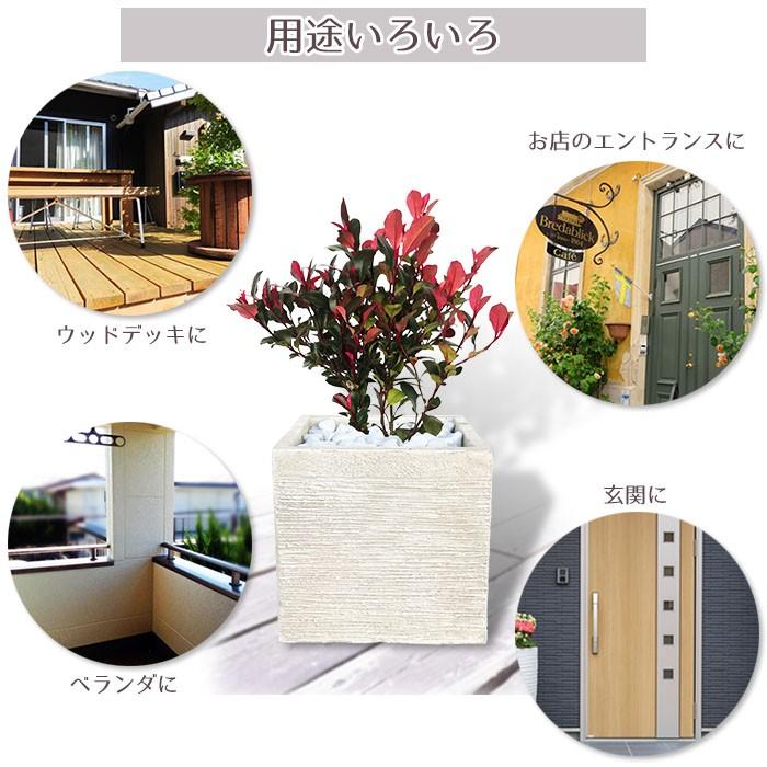 庭木 常緑樹 リトルレッドロビン おしゃれな 鉢植え スクエア Patio 16 Style1187 通販 Yahoo ショッピング