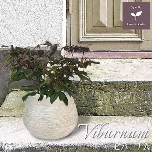 庭木 常緑樹 ビバーナム ダビディー おしゃれな 鉢植え ラウンド Patio 17 Style1187 通販 Yahoo ショッピング