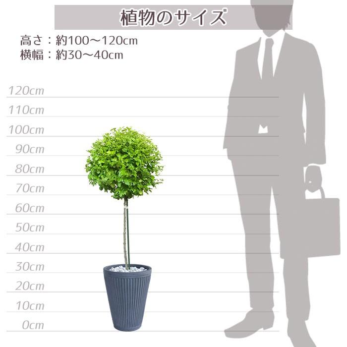 庭木 常緑樹 プリペット レモン ライム スタンダード おしゃれな 鉢植え グレー Patio 21 Style1187 通販 Yahoo ショッピング