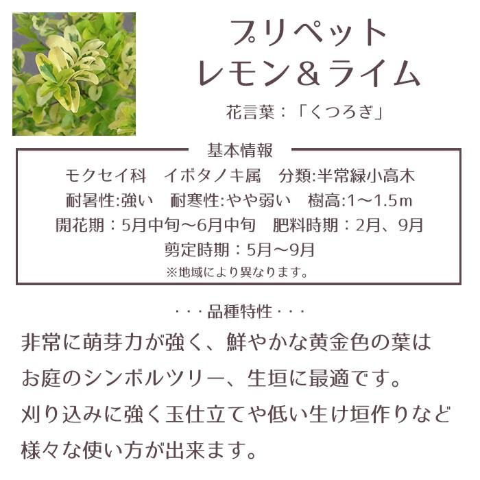 庭木 常緑樹 プリペット レモン ライム スタンダード おしゃれな 鉢植え ホワイト Patio 22 Style1187 通販 Yahoo ショッピング