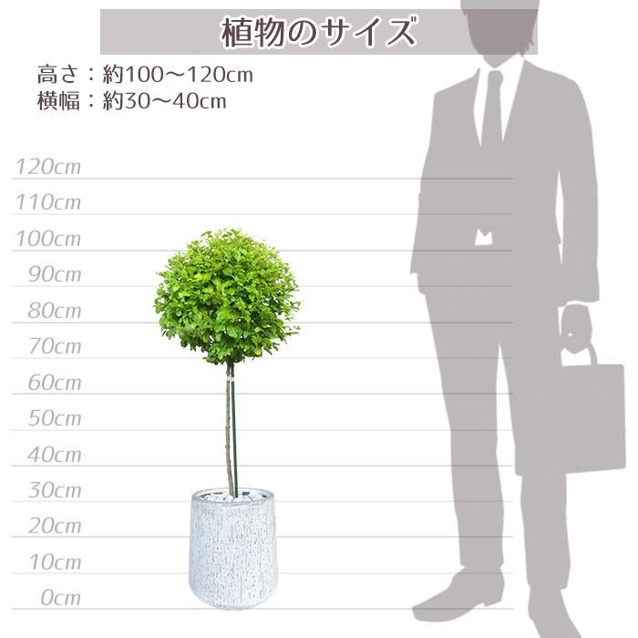 庭木 常緑樹 プリペット レモン ライム スタンダード おしゃれな 鉢植え ホワイト Patio 22 Style1187 通販 Yahoo ショッピング