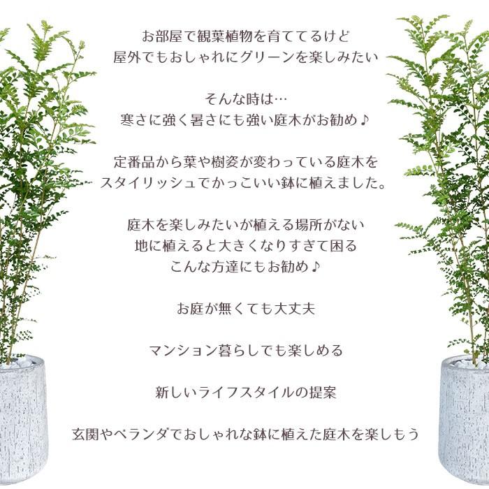庭木 常緑樹 シマトネリコ おしゃれな 鉢植え グレー Patio 23 Style1187 通販 Yahoo ショッピング