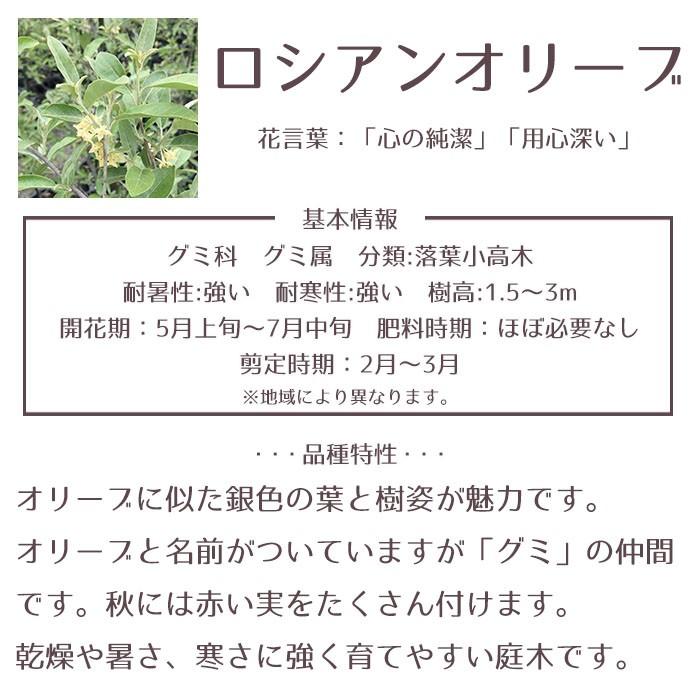 庭木 ロシアンオリーブ おしゃれな 鉢植え グレー Patio 25 Style1187 通販 Yahoo ショッピング