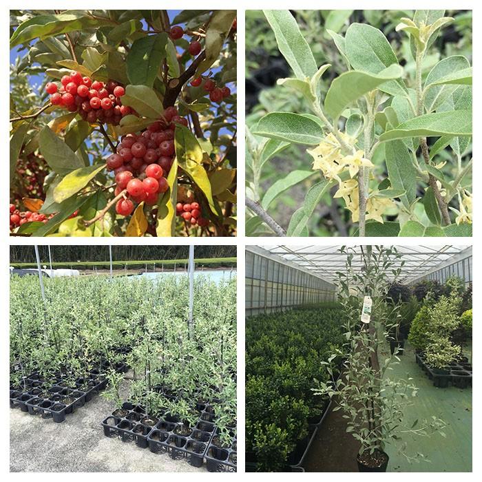 庭木 ロシアンオリーブ おしゃれな 鉢植え ホワイト Patio 26 Style1187 通販 Yahoo ショッピング