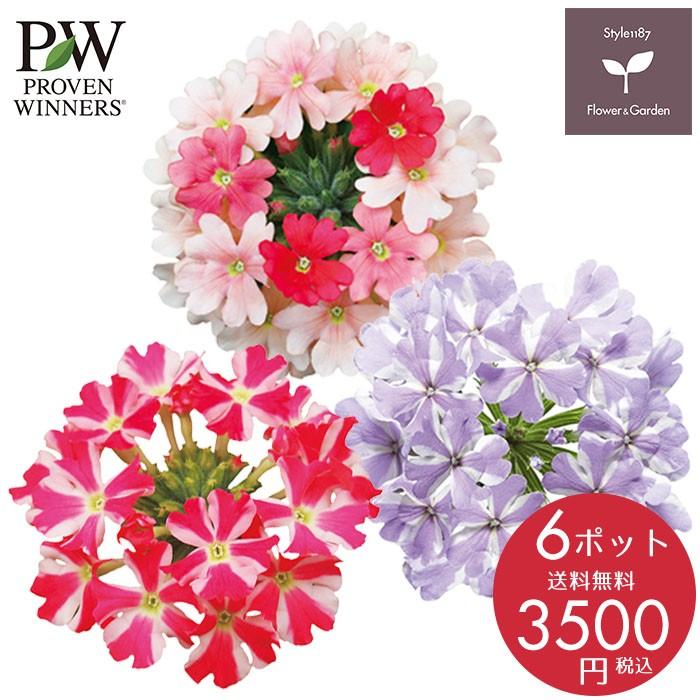 花苗 春 バーベナ スーパーベナ 変り咲き6ポットセット 送料無料 沖縄 離島を除く Pw 001 Style1187 通販 Yahoo ショッピング