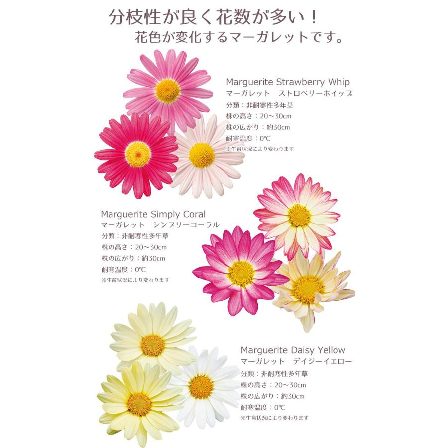 花苗 春 マーガレット マーガレット6ポットセット 送料無料 沖縄 離島を除く Pw 003 Style1187 通販 Yahoo ショッピング