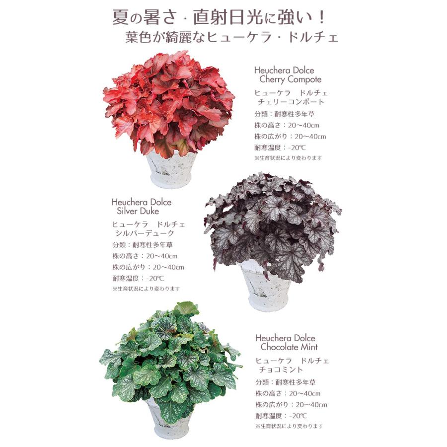 予約開始までお待ちください 花苗 春 ヒューケラ ヒューケラ6ポットセット 送料無料 沖縄 離島を除く Pw 006 Style1187 通販 Yahoo ショッピング