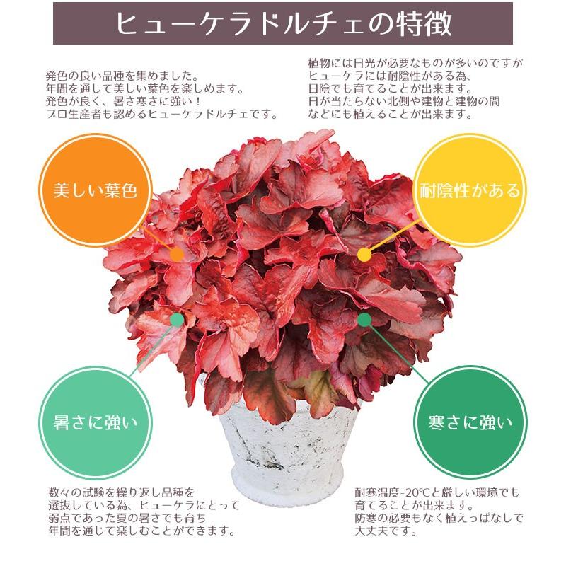 予約開始までお待ちください 花苗 春 ヒューケラ ヒューケラ6ポットセット 送料無料 沖縄 離島を除く Pw 006 Style1187 通販 Yahoo ショッピング