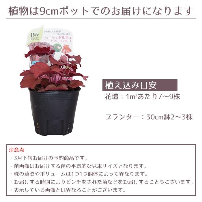 予約開始までお待ちください 花苗 春 ヒューケラ ヒューケラ6ポットセット 送料無料 沖縄 離島を除く Pw 006 Style1187 通販 Yahoo ショッピング