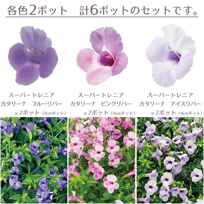 予約開始までお待ちください 花苗 春 トレニア スーパートレニア6ポットセット 送料無料 沖縄 離島を除く Pw 016 Style1187 通販 Yahoo ショッピング