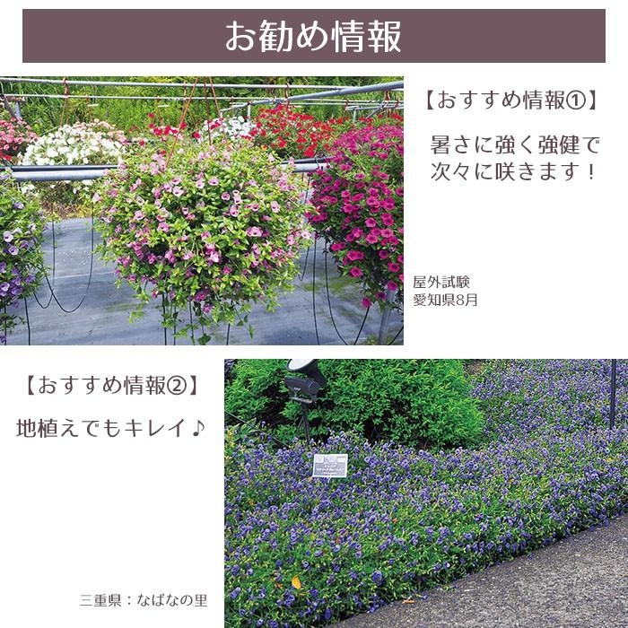 予約開始までお待ちください 花苗 春 トレニア スーパートレニア6ポットセット 送料無料 沖縄 離島を除く Pw 016 Style1187 通販 Yahoo ショッピング