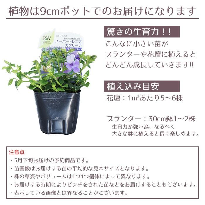 予約開始までお待ちください 花苗 春 トレニア スーパートレニア6ポットセット 送料無料 沖縄 離島を除く Pw 016 Style1187 通販 Yahoo ショッピング