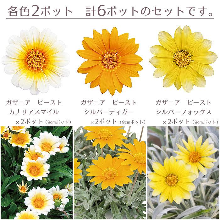 予約商品 花苗 春 ガザニア ガザニア6ポットセット 送料無料 沖縄 離島を除く Pw 017 Style1187 通販 Yahoo ショッピング