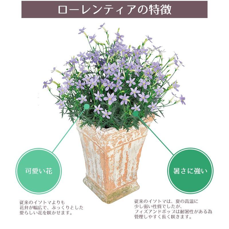 予約開始までお待ちください 花苗 春 イソトマ ローレンティア6ポットセット 送料無料 沖縄 離島を除く Pw 019 Style1187 通販 Yahoo ショッピング