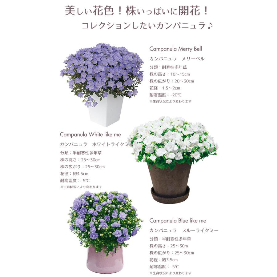 予約商品 花苗 春 カンパニュラ6ポット セット 送料無料 沖縄 離島を除く Pw 025 Style1187 通販 Yahoo ショッピング