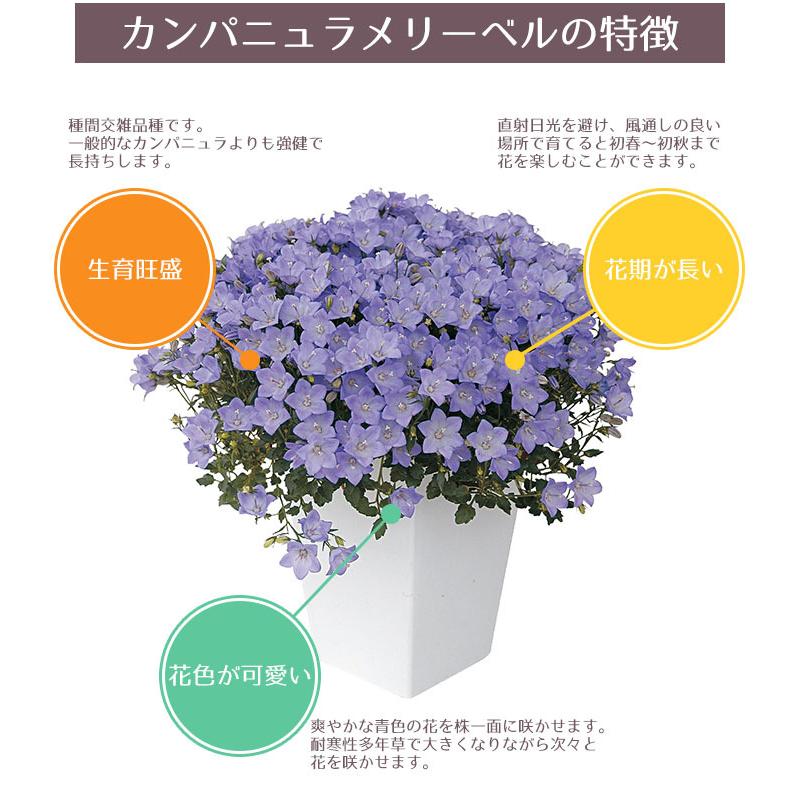 予約商品 花苗 春 カンパニュラ6ポット セット 送料無料 沖縄 離島を除く Pw 025 Style1187 通販 Yahoo ショッピング