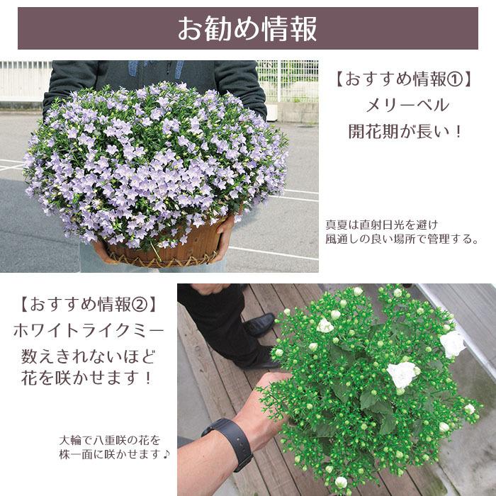 予約開始までお待ちください 花苗 春 カンパニュラ6ポット セット 送料無料 沖縄 離島を除く Pw 025 Style1187 通販 Yahoo ショッピング