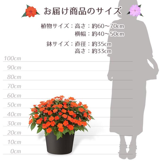 予約商品 サンパチェンス パッションオレンジ 12号 サカタのタネ インパチェンス 鉢植え 夏の暑さに負けない花 Sakata 001 Style1187 通販 Yahoo ショッピング